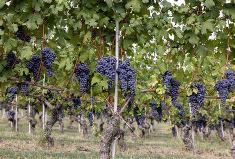 Beautiful Bunch Of Black Nebbiolo Grapes With Green Leaves In The