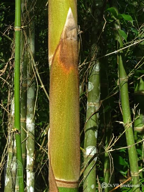 Guadua angustifolia | Bamboo Info