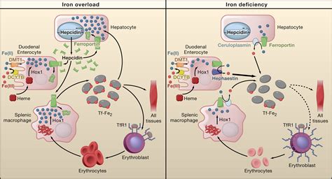 Two To Tango Regulation Of Mammalian Iron Metabolism Cell