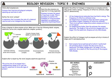 Igcse Biology Topic 5 Enzymes Summary Teaching Resources