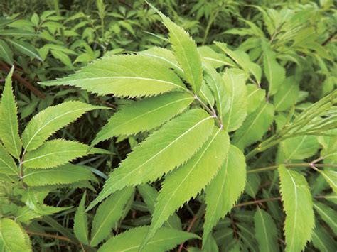 Identify Wild Edible Elderberries Grit Rural American Know How