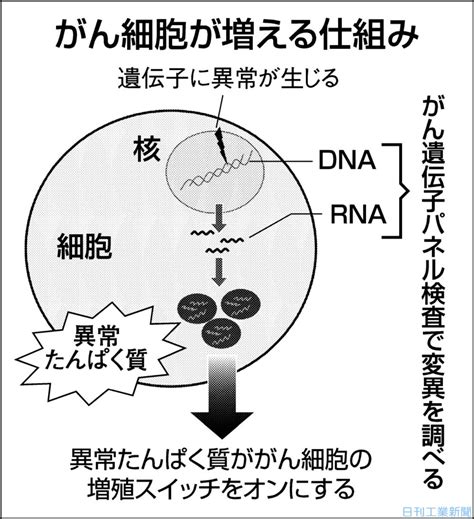 ゲノムで変わるがん治療（中）進化続くパネル検査、遺伝子変異の解明急ぐ 科学技術・大学 ニュース 日刊工業新聞 電子版