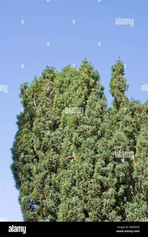 Yew tree with berries Stock Photo - Alamy