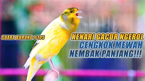 SUARA BURUNG 105 Kenari GACOR PANJANG INI Cocok Untuk Masteran KENARI