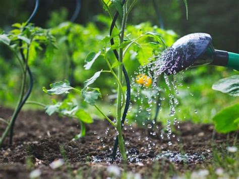 Quand Arroser Les Plantes Le Meilleur Moment Pour Arroser Le Potager