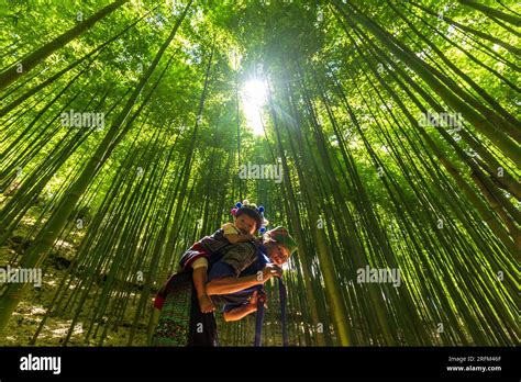 terrace rice field in Vietnam Stock Photo - Alamy