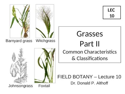 Ppt Lec Field Botany Lecture Dr Donald P Althoff Grasses