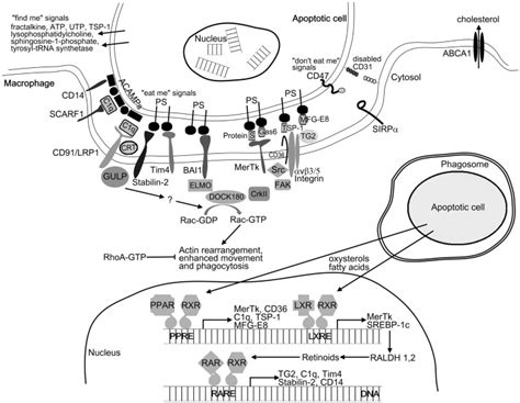 Mechanism Of Apoptotic Cell Clearance For Initiating Phagocytosis