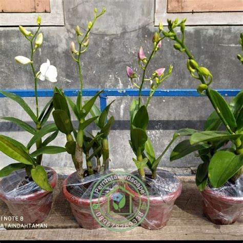 Jual Paket Anggrek Dendrobium Dewasa Sudah Berbunga Spike Anggrek