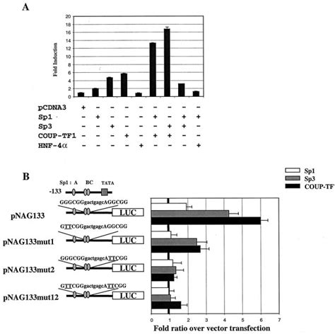 Coup Tf1 Transactivates Nag 1 Promoter Activity Through Sp1 Binding Download Scientific Diagram