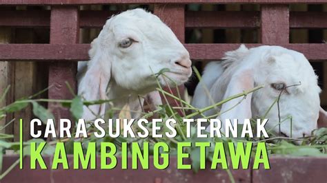 Cara Usaha Ternak Kambing Etawa