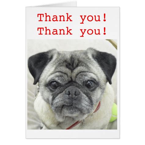 Pug Thank You Card Zazzle