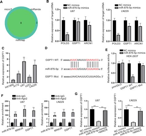 Gspt1 Is The Target Of Mir 876 5p And Is Negatively Regulated By Mincr