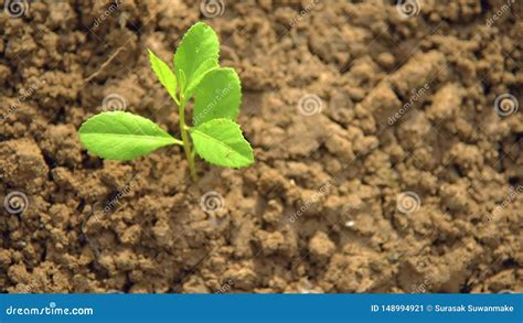 Plantando Rboles Amando El Ambiente Y Protegiendo La Naturaleza Que