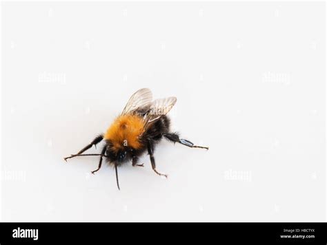 Bumblebee Nest Hi Res Stock Photography And Images Alamy