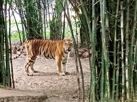 The Oldest Tiger Lion Bear And Hyena In The Country In Van Vihar The Special Thing All