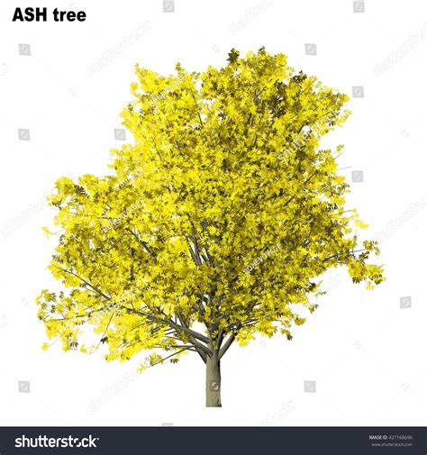 Ash Tree Isolated On White Background Stock Illustration 427168696