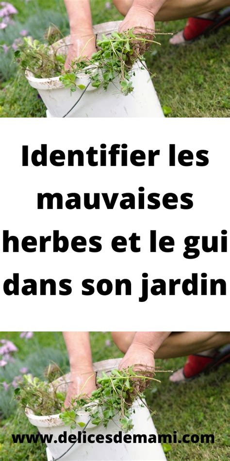 Identifier Les Mauvaises Herbes Et Le Gui Dans Son Jardin Le Gui