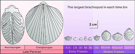 Brachiopod Shell Sketches Of The Largest Known Specimens From The Late