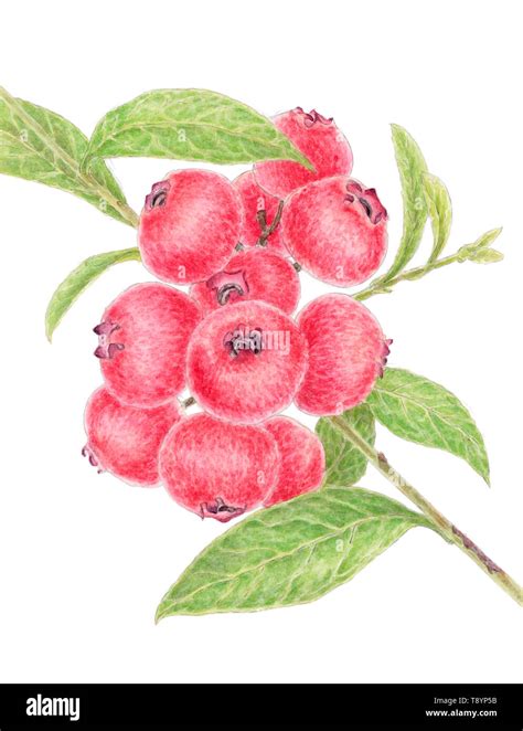 Botanical drawing blueberry hi-res stock photography and images - Alamy