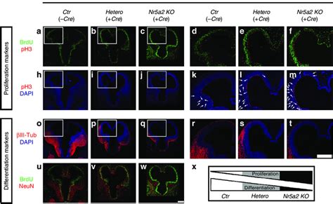 Cre Loxp Mediated Temporal Deletion Of Nr A Affects Telencephalon