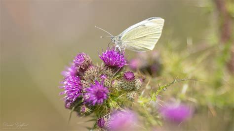 Large White Butterfly | David Gifford Photography