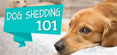 Dog Shedding 101 Quick Guide To Pet Hair Playbarkrun