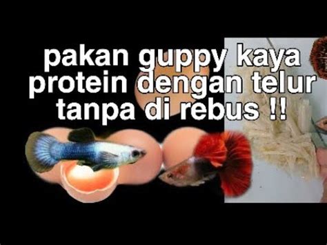 Kaya Protein Membuat Pakan Ikan Guppy Dengan Kuning Telur Tanpa Di