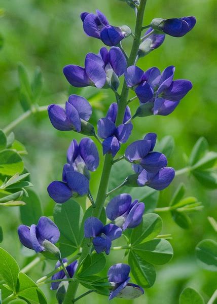 Baptisia australis (Blue False Indigo, Blue Wild Indigo, False Indigo, Wild Indigo) | North ...