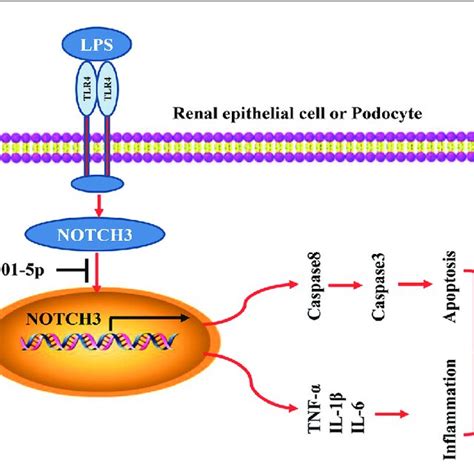 A Molecular Mechanism Diagram For How The MiR 201 5p Suppressed