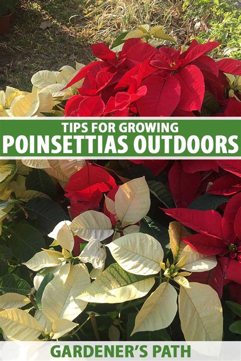 Tips For Growing Poinsettias Outdoors Gardener’s Path