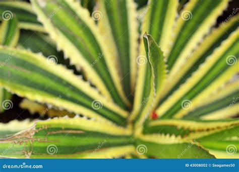 Tectorius Del Pandanus En La Naturaleza Foto De Archivo Imagen De