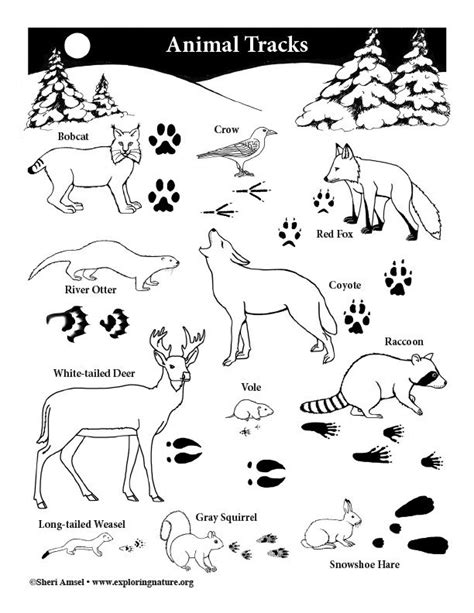 Animal Tracks Activities For Kids