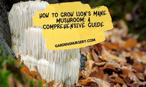 How To Grow Lion S Mane Mushroom A Comprehensive Guide