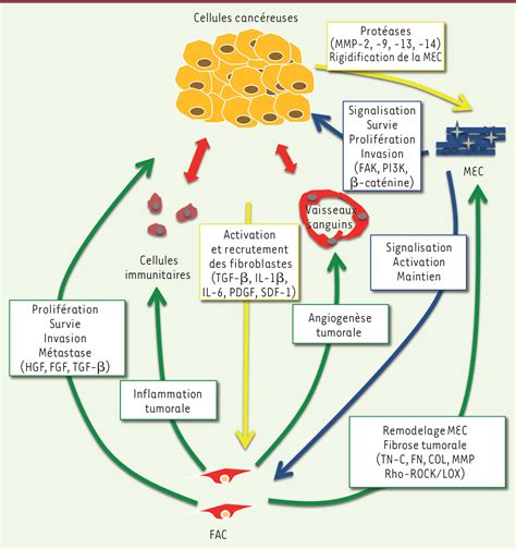 Linvasion des cellules tumorales Quand les fibroblastes sen mêlent