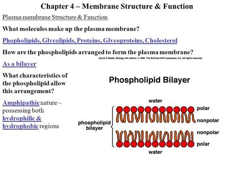 The Role Of Membrane Structure And Function Unveiling The Answers With