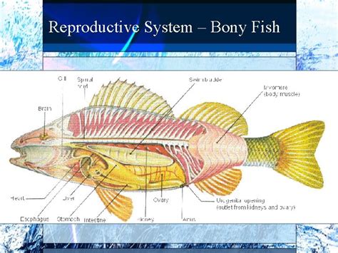 Fish Reproductive System Diagram