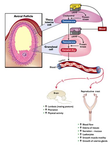 chapter 6 the follicular phase (repro) Flashcards | Quizlet