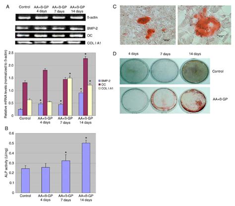 SciELO Brasil Tissue Transglutaminase TG2 Activity Regulates