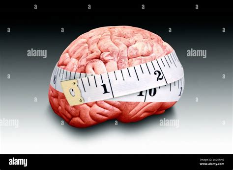 Brain Size Conceptual Image Of A Human Brain Wrapped In A Tape Measure