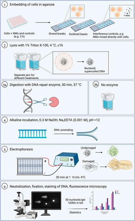 Frontiers The Miniaturized Enzyme Modified Comet Assay For