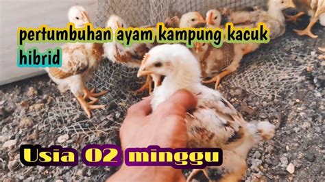 Anak Ayam Usia 2 Minggu Youtube