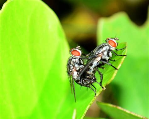 Macro Photography Lalat Kawin Lovemaking Flies — Steemit