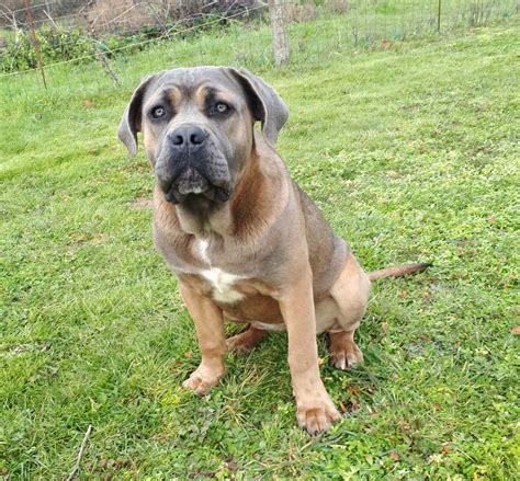 Les Cane Corso De Laffixe Des Douces Folies Dasie