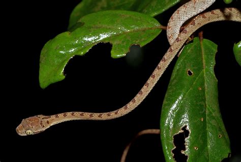 Ceylon Cat Snake Boiga Ceylonensis Agumbe Rainforest Res Flickr