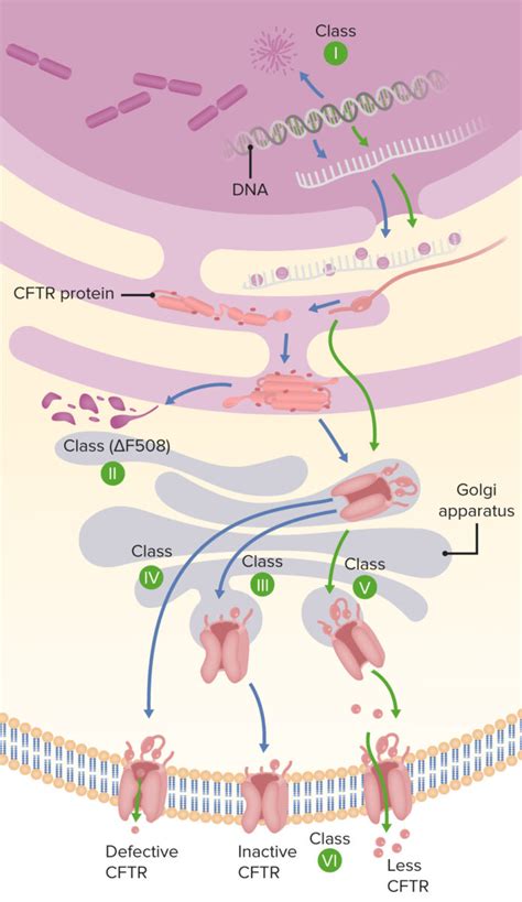 Cystic Fibrosis | Concise Medical Knowledge