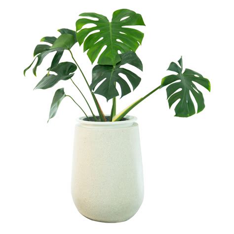 The Best Indoor Plants Youll Ever Grow To Spruce Up Your Home