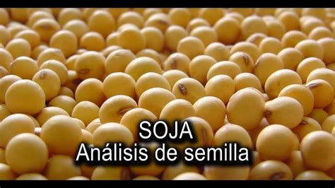 Calidad De Semilla De Soja YouTube