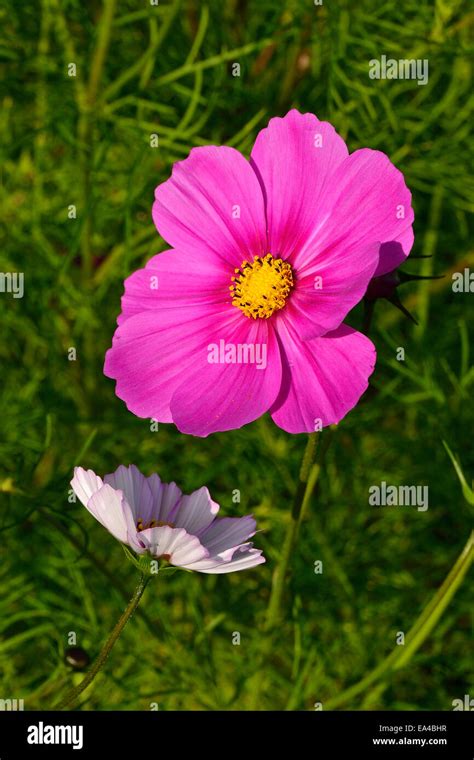 Cosmos Bipinnatus Flower Flowers Hi Res Stock Photography And Images