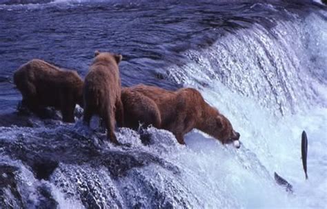 Mother Bear And Cubs Brooks Falls Alaska Alaska Photos Alaska Photo